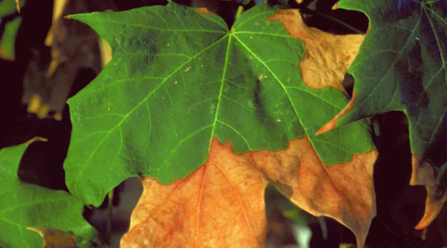 A maple leaf demonstrating the symptoms of drought.