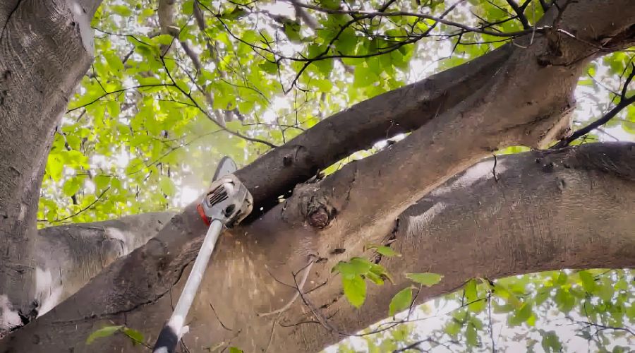 Chainsaw with extended handled prunign a branch of a tree on a property near Lititz, PA