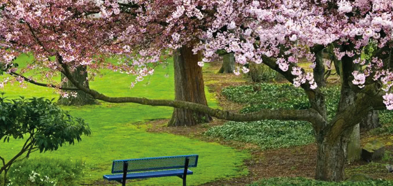A bench on apark under a tree during spring