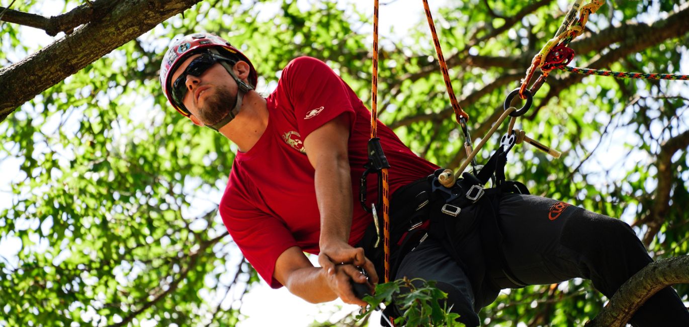 An arborist from Arborist Enterprises pruning a tree in Manheim, PA.