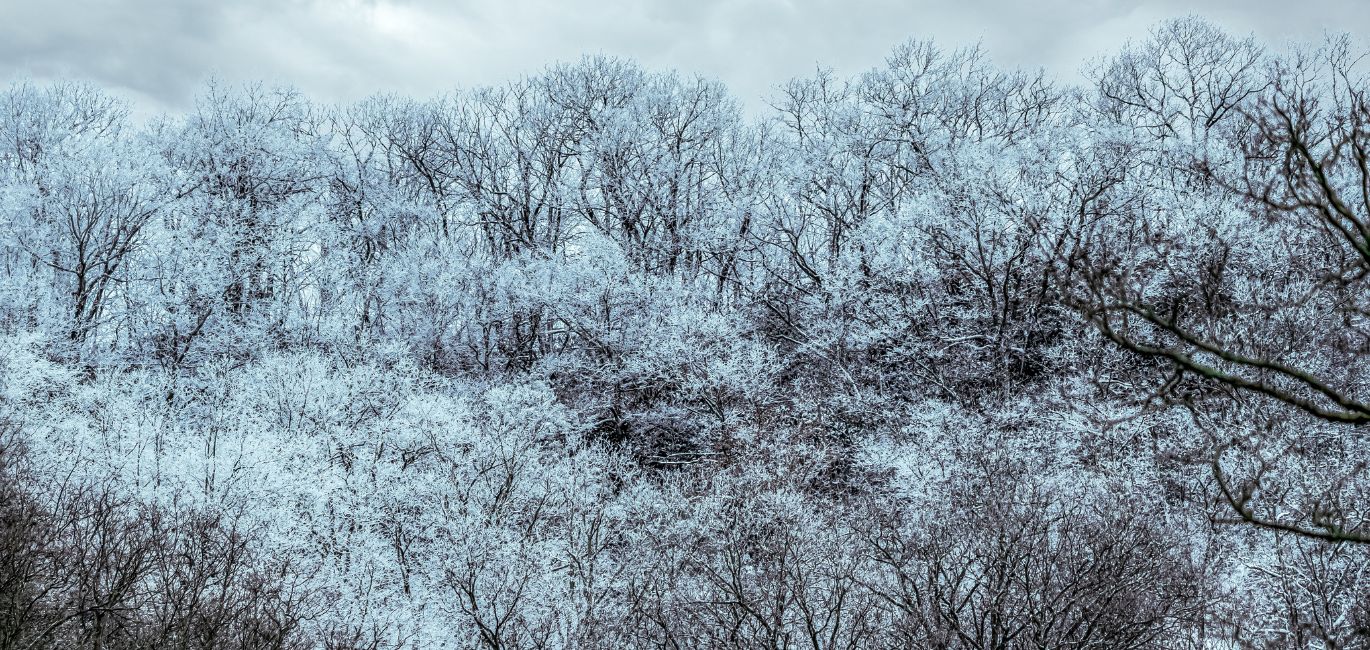 A snowy forest with many dormant trees in Manheim, PA