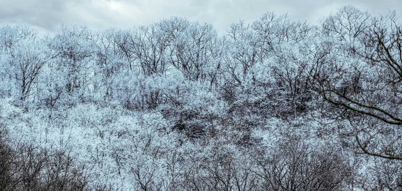 A snowy forest with many dormant trees in Manheim, PA