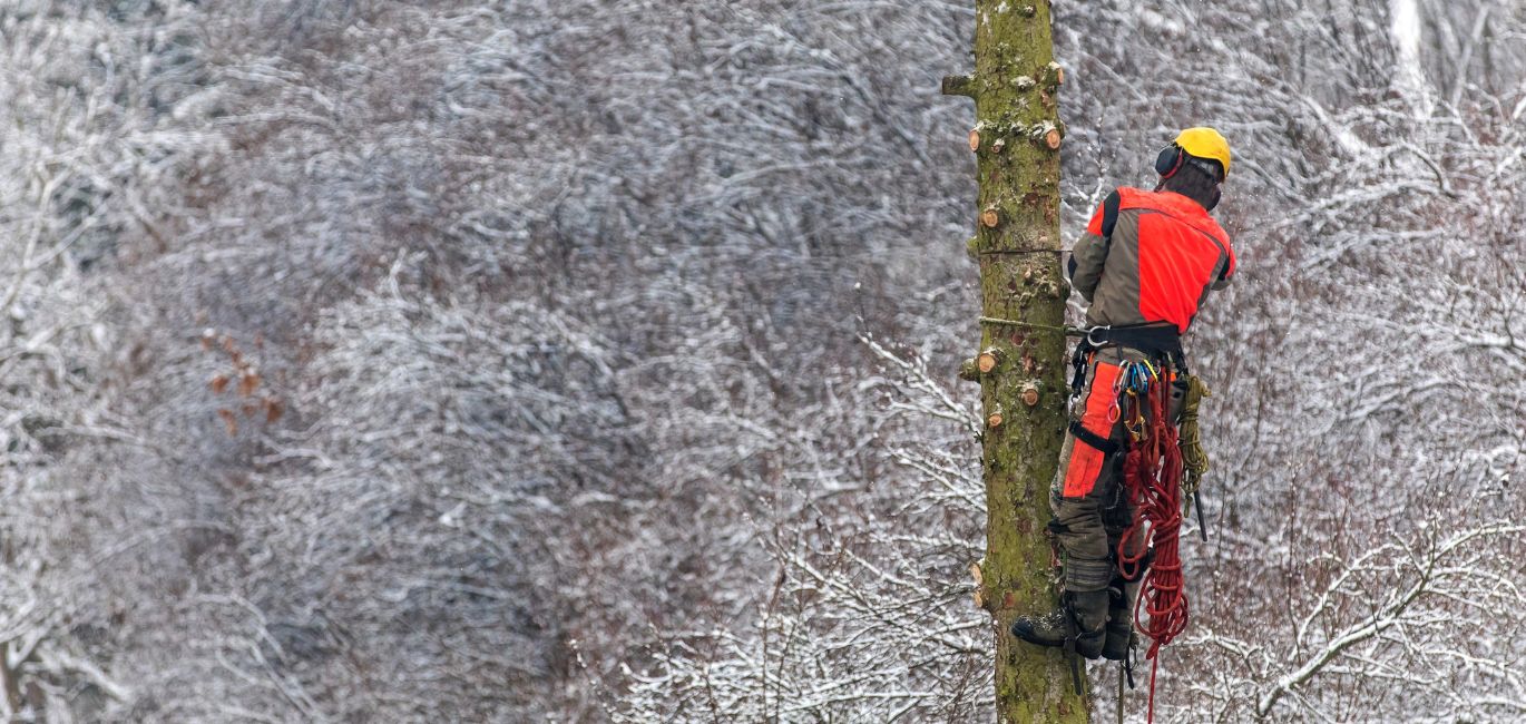 An arborist removing a tree in the winter outside of Lancaster, PA