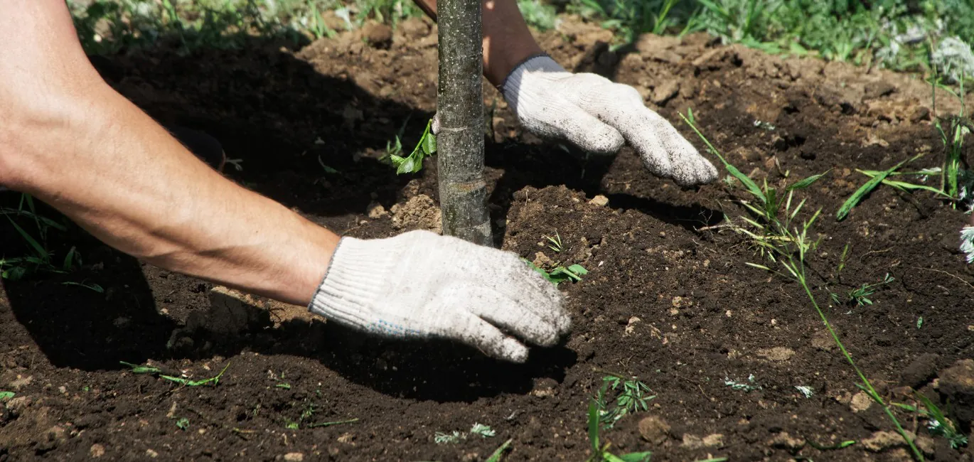 A close-up on two hands planting a tree on a property near Lancaster, PA