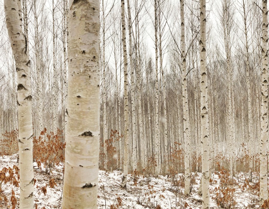 Birch trees during winter in PA