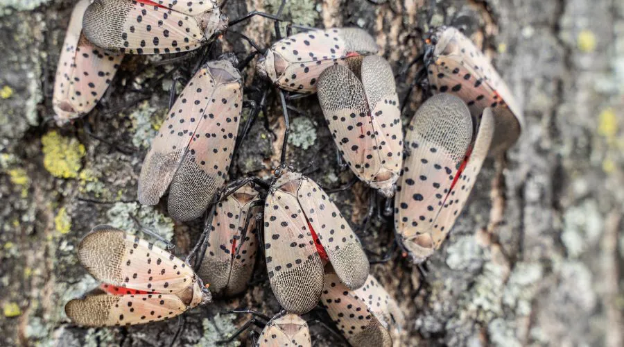 Several adult spotted lanternflies on a tree with sooty mold developing at the base of the tree in Lancaster, PA.