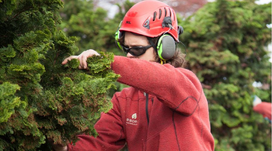 A member of the team at Arborist Enterprises pruning a shrub in Lancaster, PA