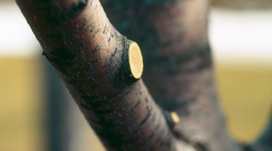 Proper pruning cuts on a tree.