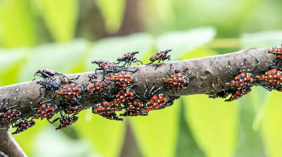 Spotted lanternfly nymphs on a tree in Lititz, PA.