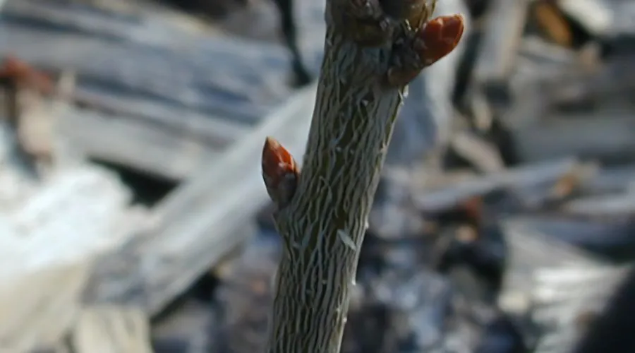 A white oak with its dormant buds during the winter.