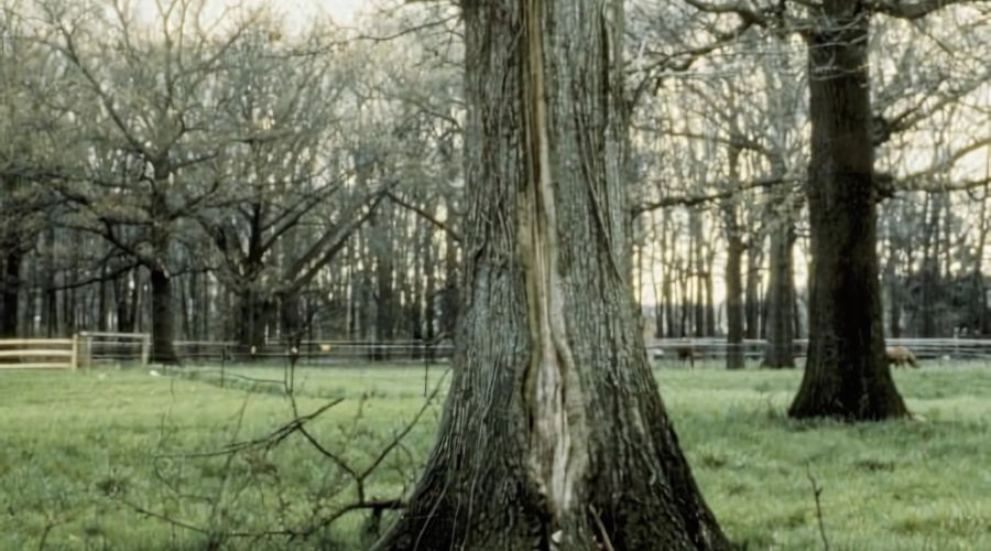 A tree showing signs of decay.