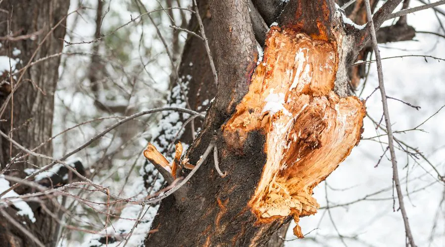 An injury to a tree from a branch breaking off after heavy snowfall in Manheim, PA