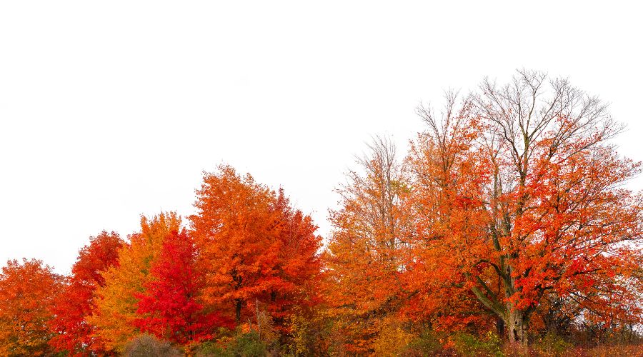 A row of trees in full fall color outside of Lancaster, PA.