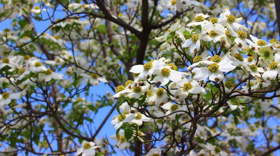 A flowering dogwood tree near Lancaster County