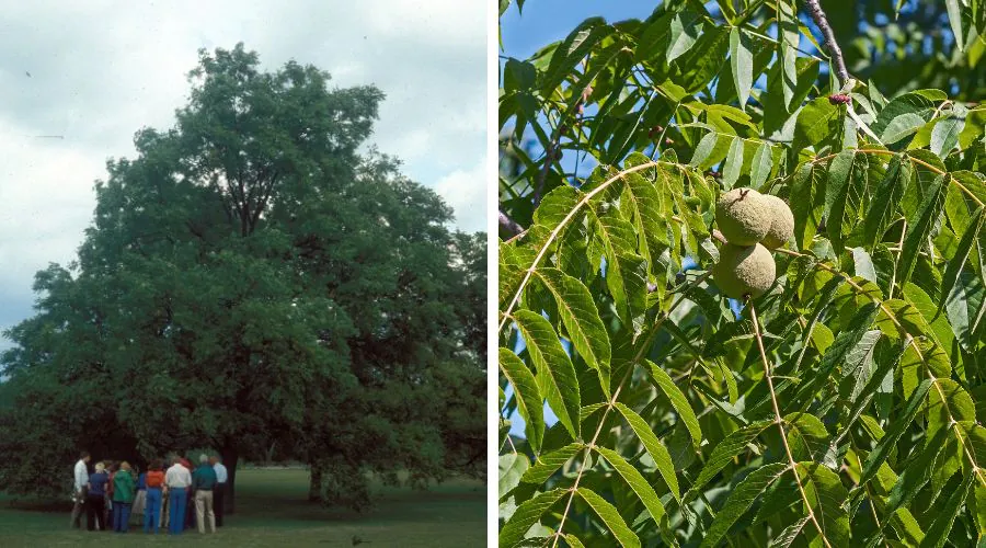 People standing in a field next to a black walnut tree.