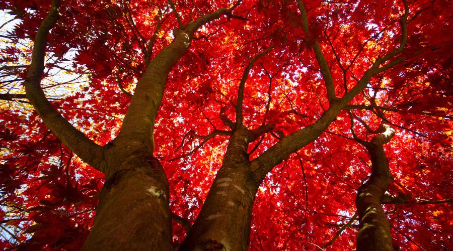 A red maple tree with its fall color.