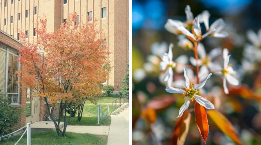 An Allegheny serviceberry in an urban setting.