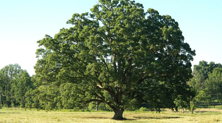 A white oak tree in a field.