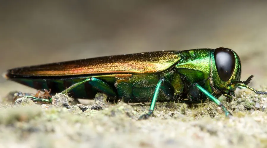A close up of an adult emerald ash borer.