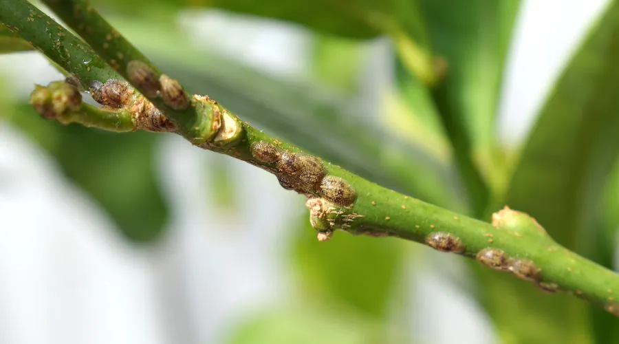 A branch with multiple scale insects on it.