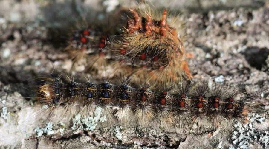 A spongy moth caterpillar on a tree.