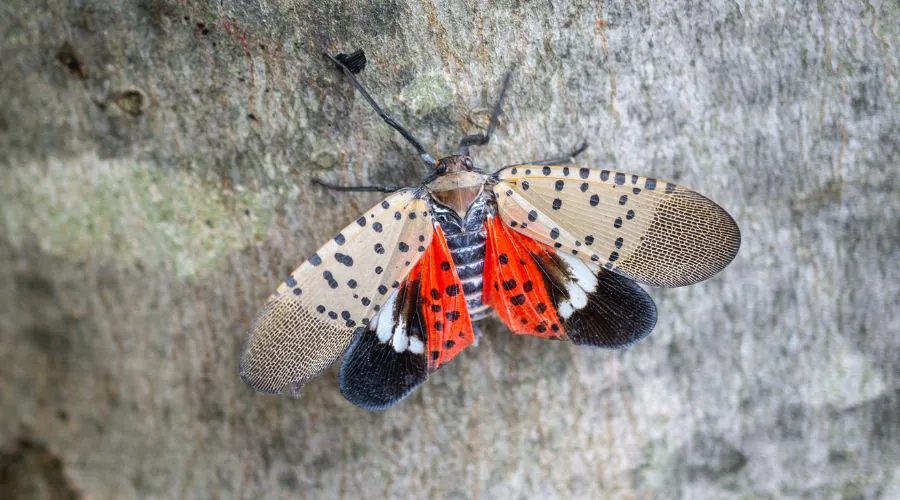A spotted lanternfly on a tree with its wings spread.