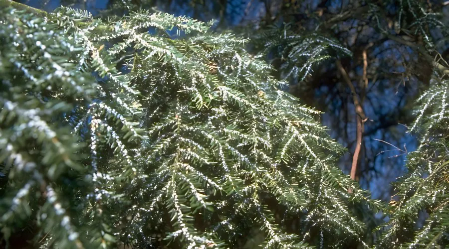 A hemlock tree infested with woolly adelgids