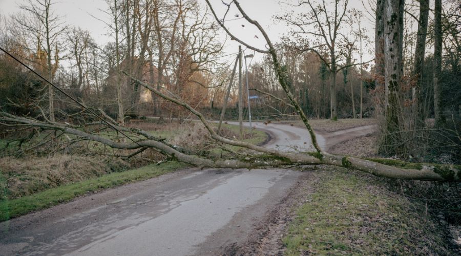 A fallen tree on a road in Lititz, PA.