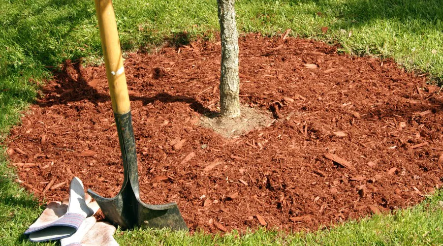 A newly planted tree in Willow Street, PA.