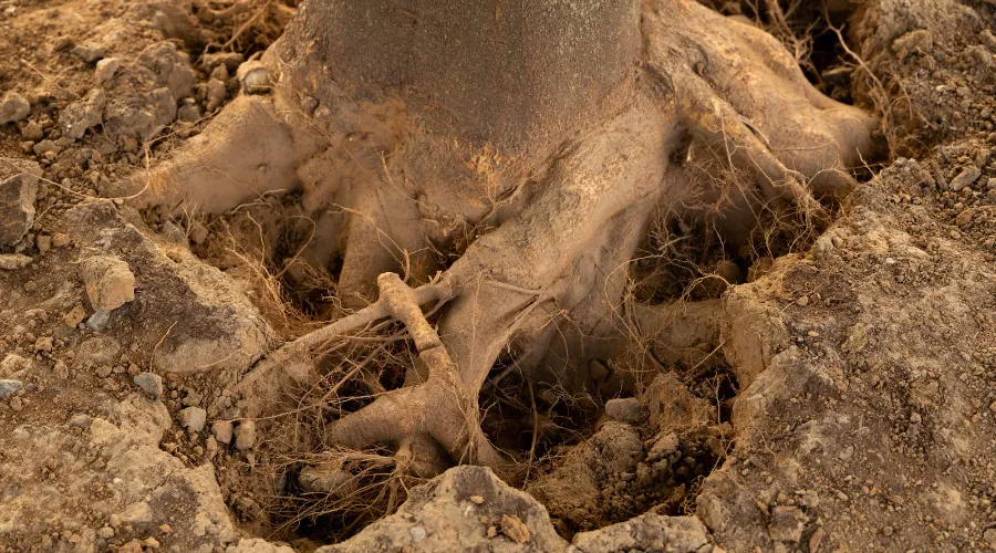 A tree that developed girdling roots in Hershey, PA.
