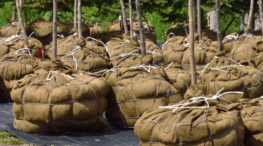 A group of saplings wrapped in burlap ready to plant in Lancaster, PA.