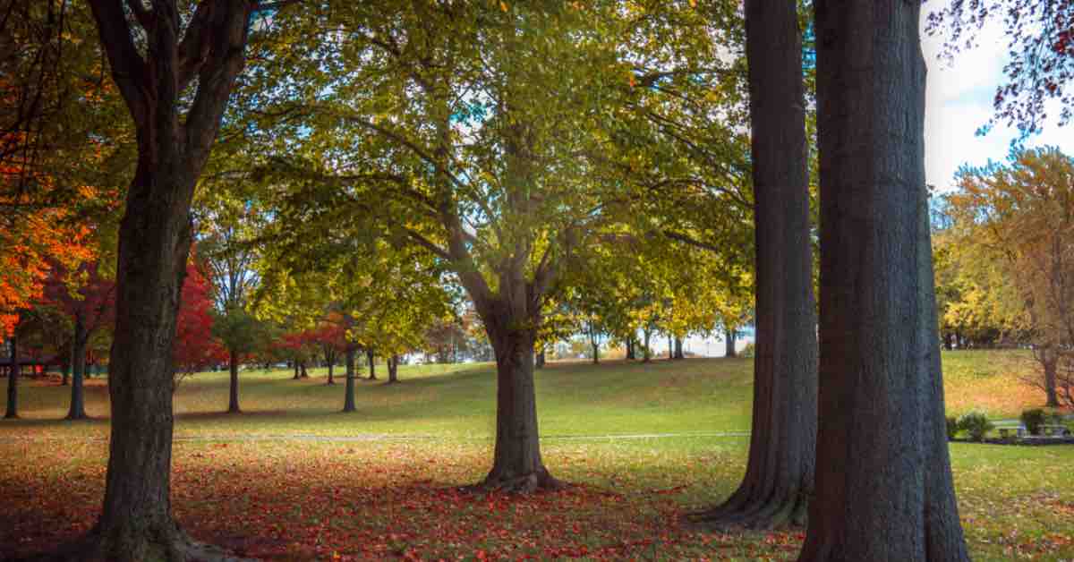 A landscape of trees in a park beginning to show their falls colors in Manheim, PA