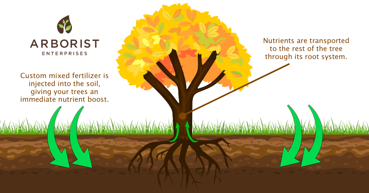 A diagram explaining how fall tree fertilization benefits your trees.