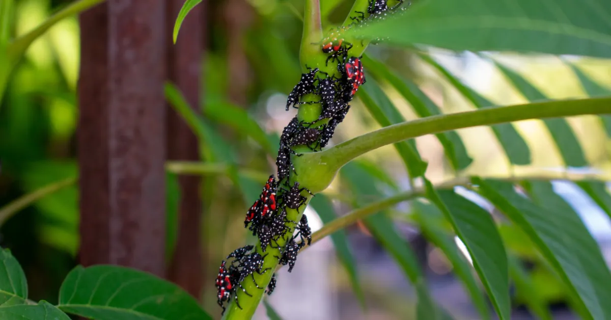 spotted lanternflies in southeastern PA