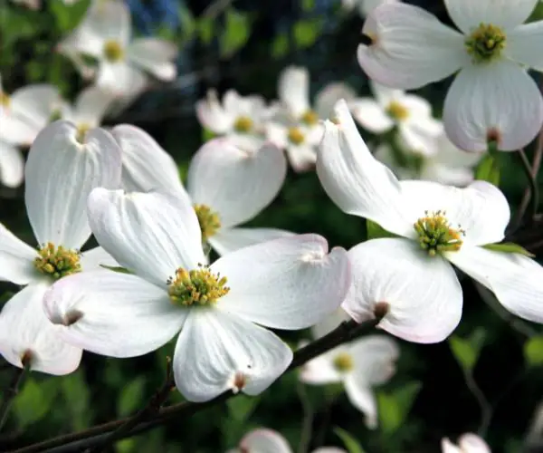 Flowering dogwood.