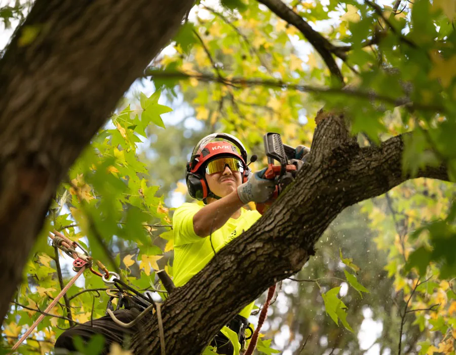 Arborist pruning a tree with hand-chainsaw.