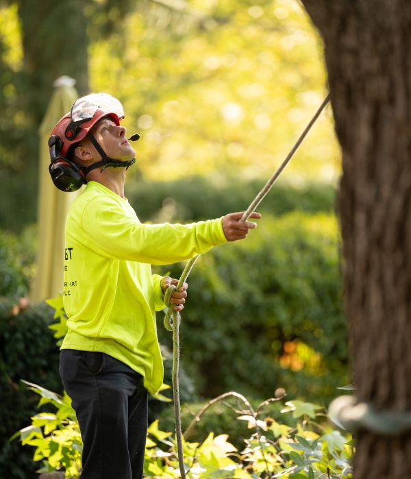 Website-Hershey-section-guy-rope-tree Ground crew working on a tree removal
