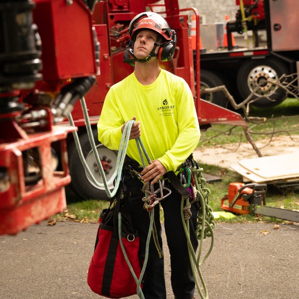 Website-Hershey-section-guy-safety-harness Tree crew with harness prepping for a tree removal