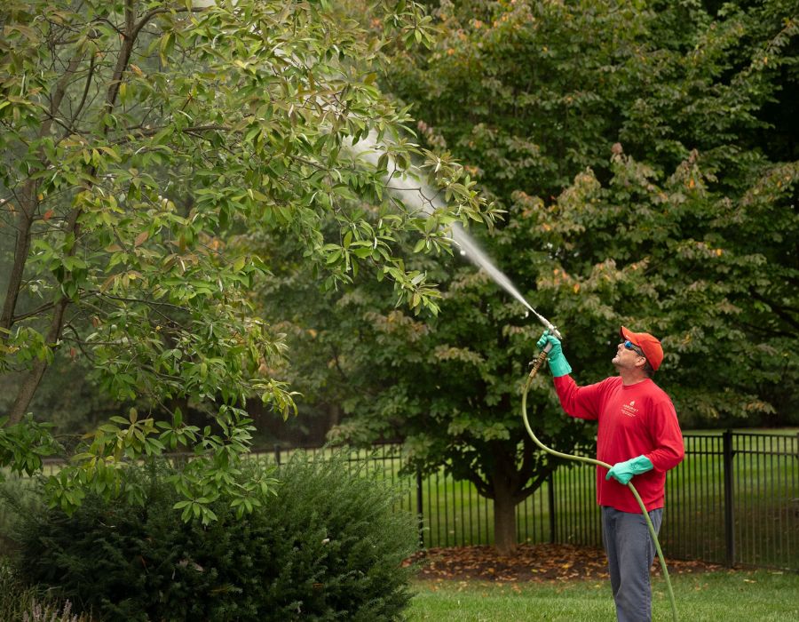 Insect and disease spray treatment on a client's tree.