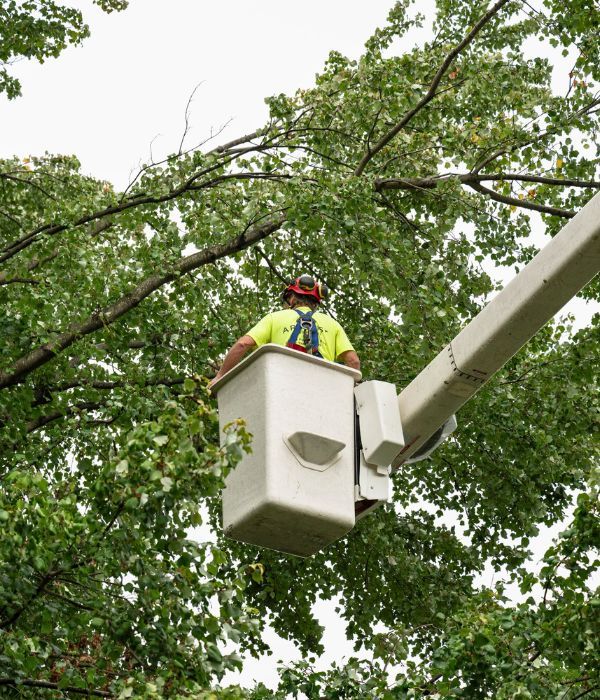 Arborist on a bucket assessing a tree before starting to prune a tree near Lititz, PA