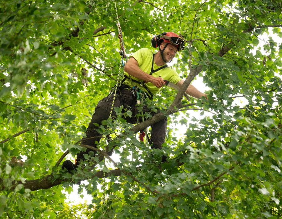 Tree arborist with a handsaw on safety harness pruning a tree on a property near Lititz, PA