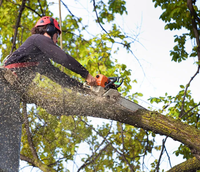 A tree arborist on a bucket crane for tree removal on a summer day in Manheim, PA.