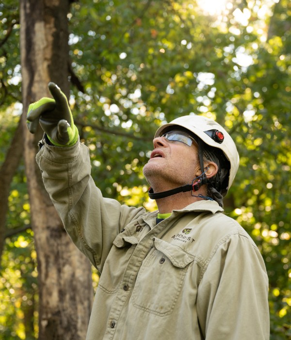 An arborist assessing a tree before a removal will start on a property near Manheim, PA