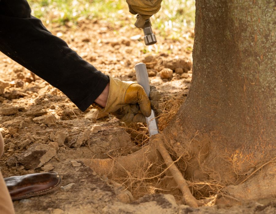 Tree rrots exposed after airspading for root fertization on a tree near Willow Street, PA