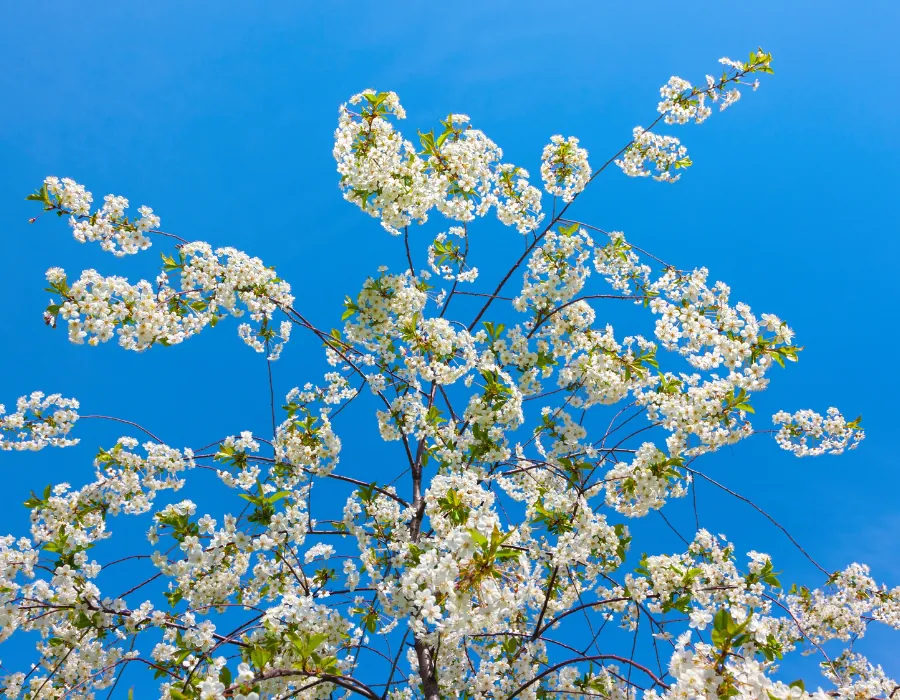 Black Cherry flower blooms on spring behind a blue clear sky in Willow Street, PA.