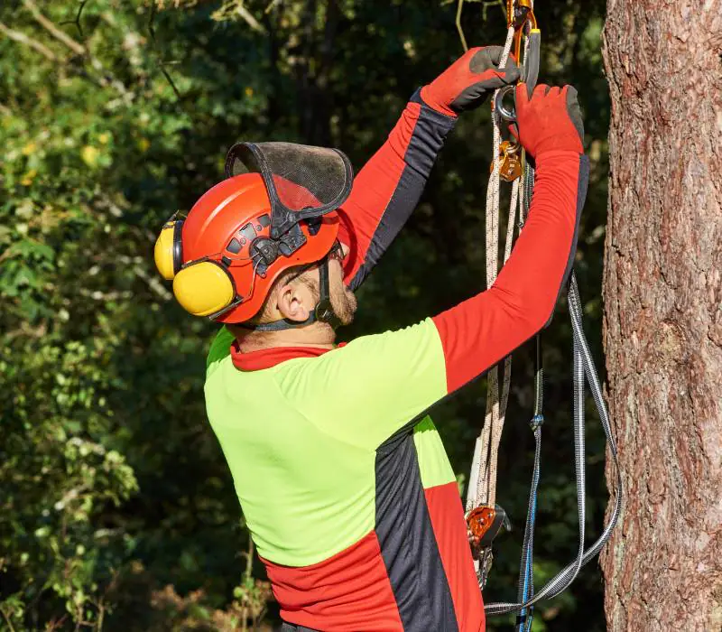 Arborist hooking himself to the harness.