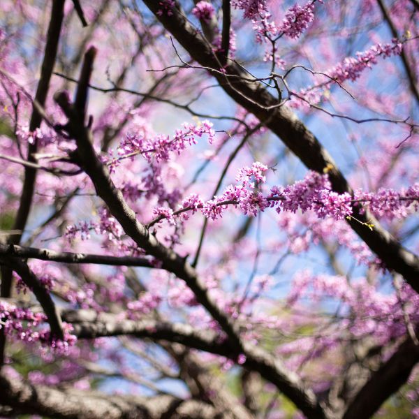 A healthy eastern redbud.