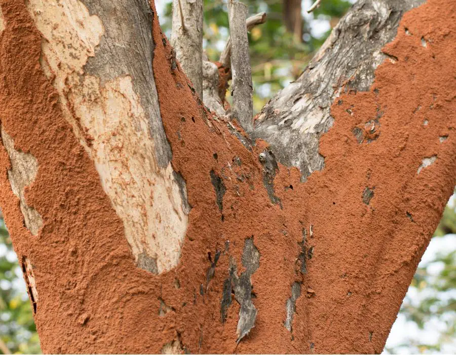 Tree disease