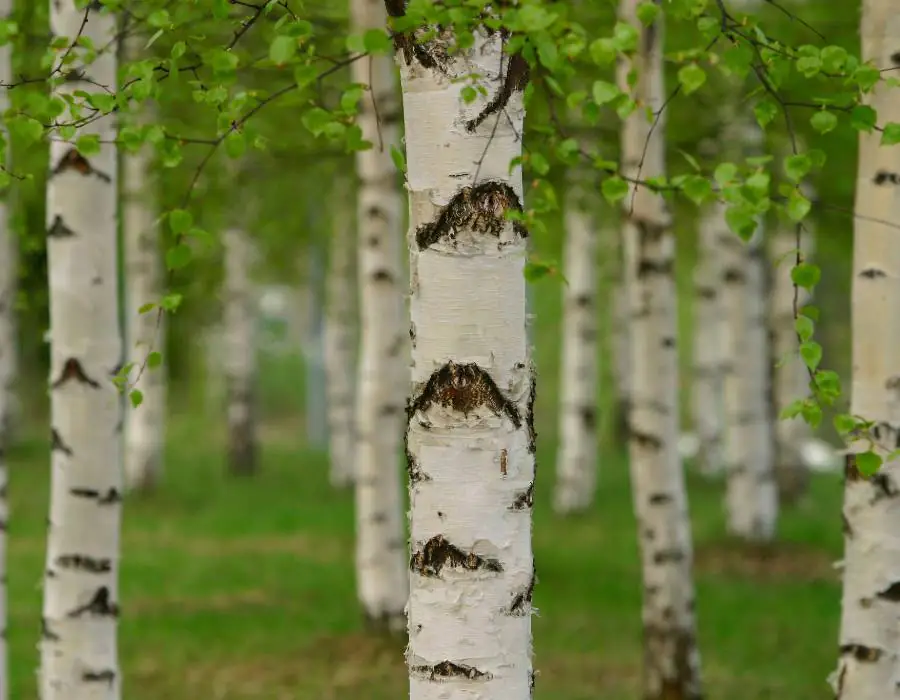 A group of healthy river birch trees.