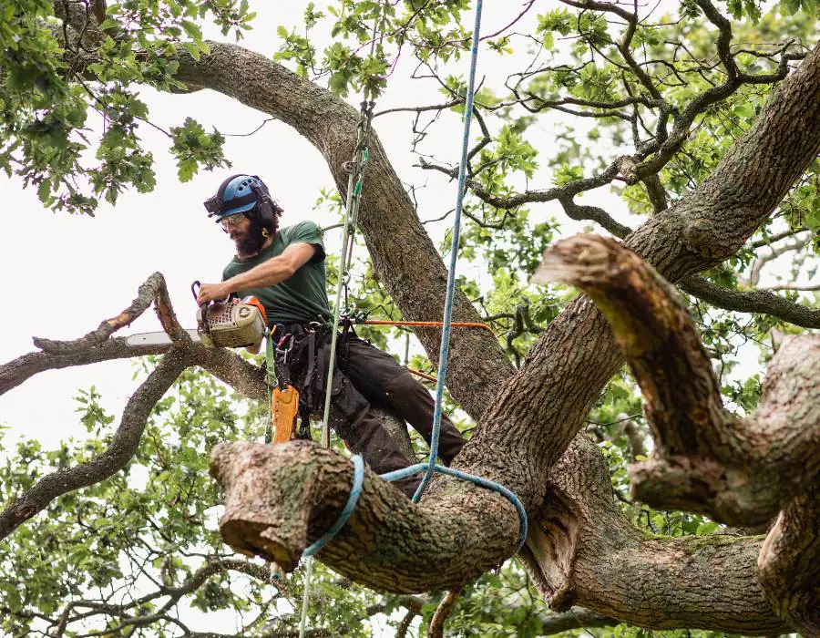 Tree safety